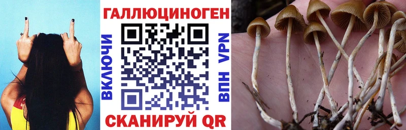 где можно купить наркотик  Гай  Псилоцибиновые грибы Psilocybine cubensis 